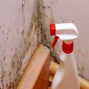 Mold Experts of Cary