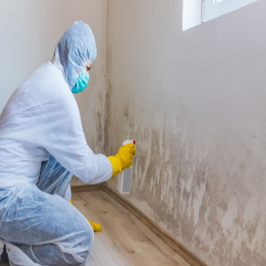Mold Experts of Bloomington